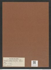 Chaetoceros ralfsii Cleve (de-Toni-Nr.: Genus 149, Species 4118) Zeichnungen Sammlung Grunow Mappe 04123 (Herbarium_W_Grunow_drawings_Folder_04123)